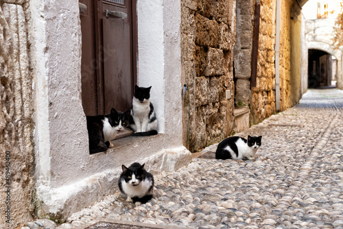Cats on alley in Rhodes