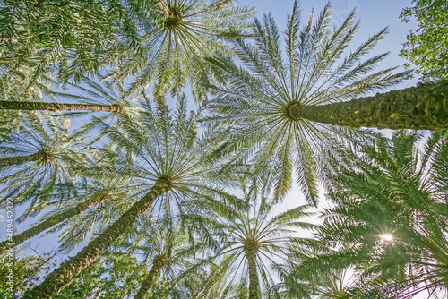 Arabian Date Palm Trees photo