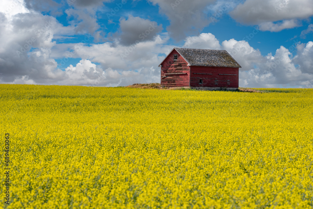 An abandoned barn on the Saskatchewan prairies with a canola field in the foreground