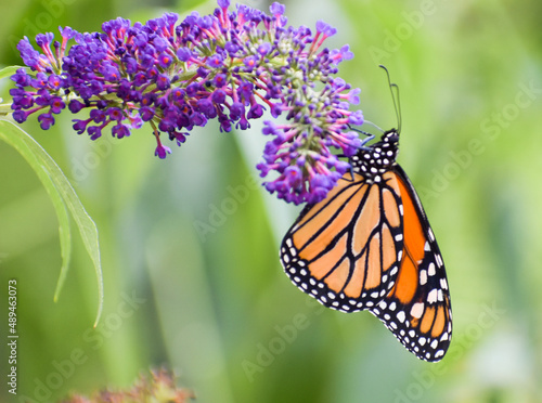 butterfly on flower © Elizabeth