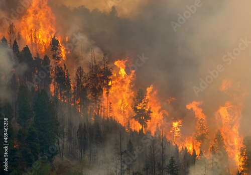 Wildfire burns a forest © David Elkins