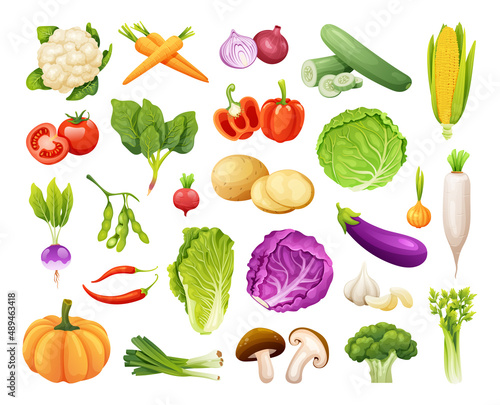 Set of organic vegetables vector illustration