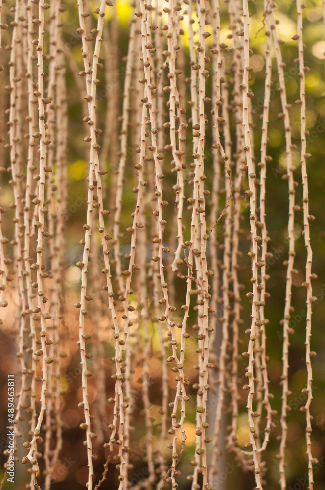 Fototapeta premium close up of a plant