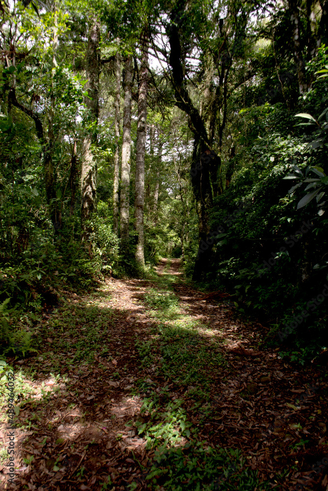 path in the woods in Nova Petrópolis , Brazil path in the woods in Nova Petrópolis , Brazil