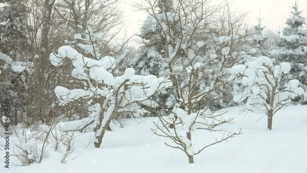 Plants covered in thick snow in the forest during the heavy snowfall in Estonia Plants covered in thick snow in the forest during the heavy snowfall in Estonia