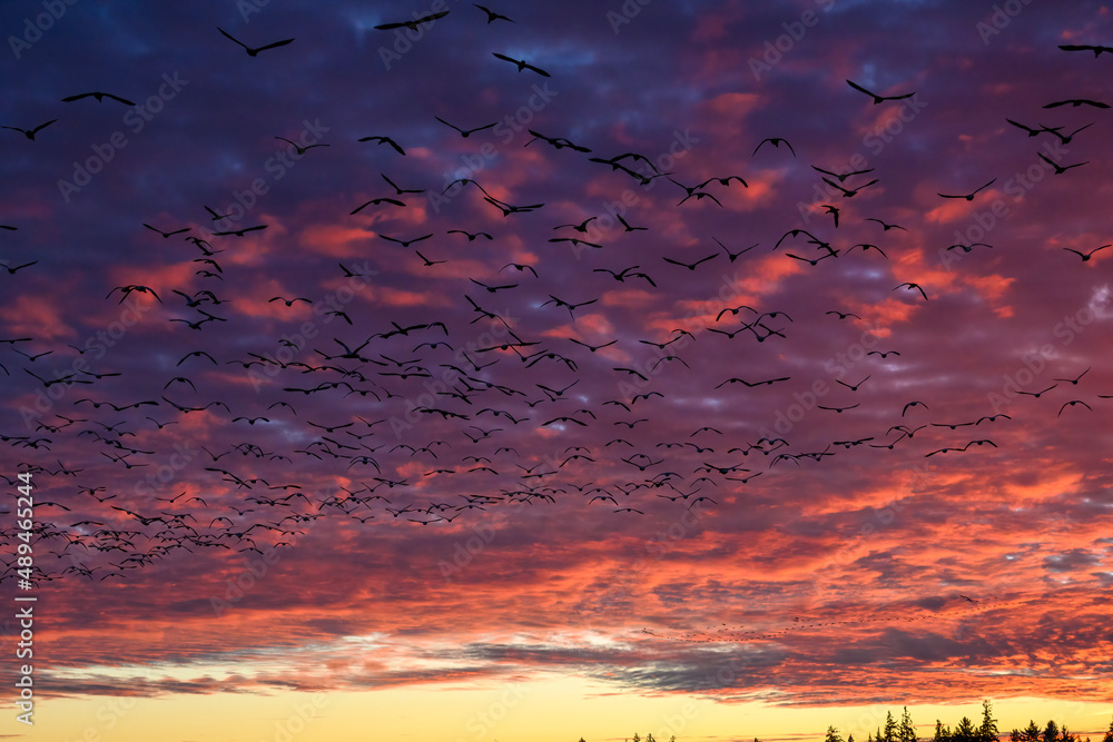 Flock of silhouetted migratory snow geese flying against a cloudy winter sky lit in sunset orange, pink, purple, and yellow tones
Flock of silhouetted migratory snow geese flying against a cloudy winter sky lit in sunset orange, pink, purple, and yellow tones