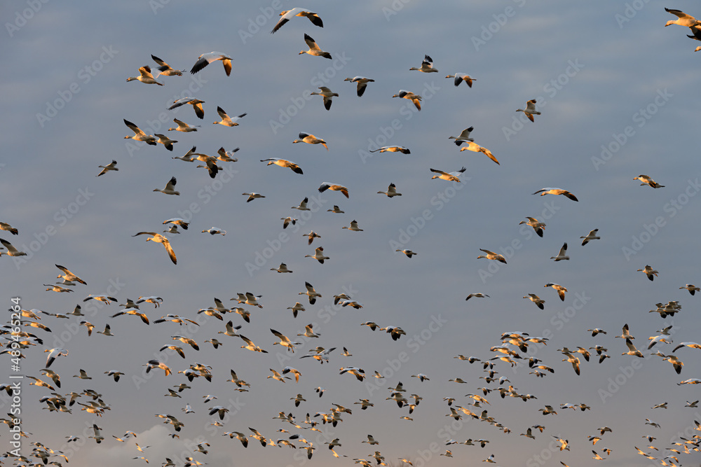 Large flock of migratory snow geese flying in a dark sky highlighted by evening light of the setting sun
Large flock of migratory snow geese flying in a dark sky highlighted by evening light of the setting sun