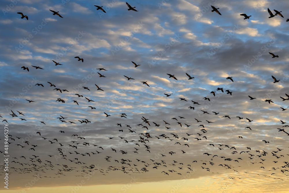 Large flock of migratory snow geese silhouetted by the setting sun, sky filled with clouds on a winter day
Large flock of migratory snow geese silhouetted by the setting sun, sky filled with clouds on a winter day