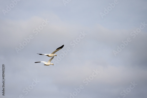 Pair of snow geese flying on an overcast and cloudy winter day 