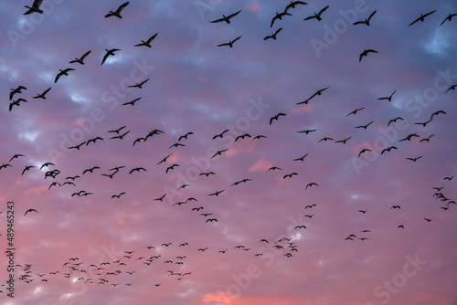 Flock of silhouetted migratory snow geese flying against a cloudy winter sky lit in sunset pink and purple tones 