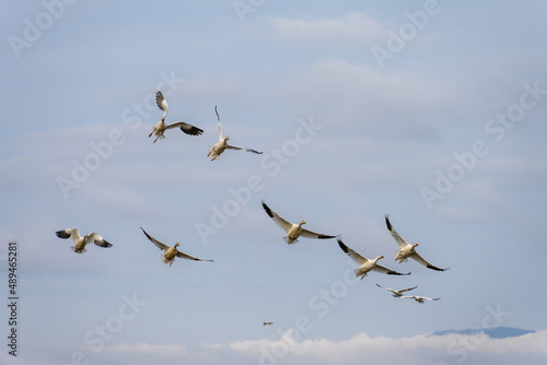 Group of migratory snow geese flying in for a landing against a blue sky with white clouds, as a nature background 