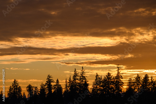 Bright orange sunset sky filled with clouds and a silhouetted tree line, as a nature background 