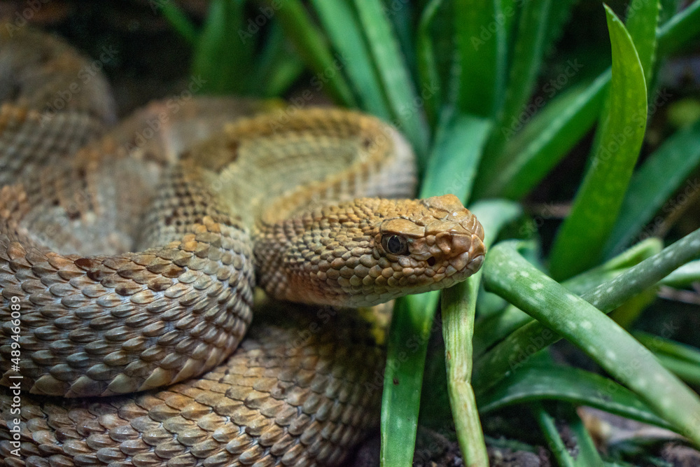 Fototapeta premium close up of a snake
