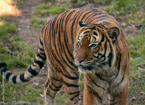 tiger in the zoo © Elizabeth