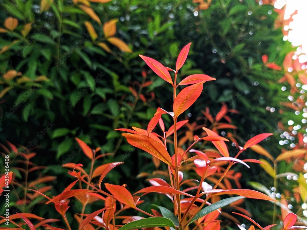 beauty leaf ornamental plant red shoot Tracheophyta Spermatophytina Angiospermae mesangiosperms core eudicots superrosids rosids malvids Myrtales Myrtaceae Syzygium myrtifolium beauty leaf ornamental plant red shoot Tracheophyta Spermatophytina Angiospermae mesangiosperms core eudicots superrosids rosids malvids Myrtales Myrtaceae Syzygium myrtifolium