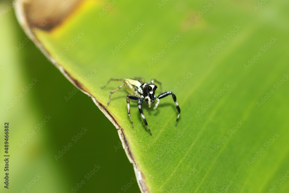 A Jumper spider on leaf A Jumper spider on leaf