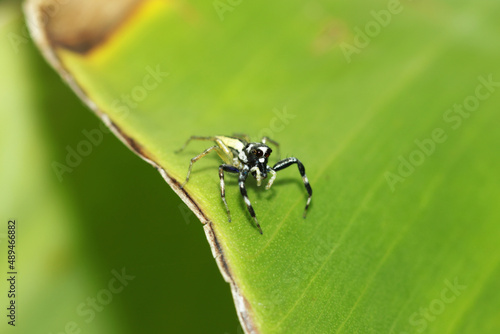 A Jumper spider on leaf © Sarin