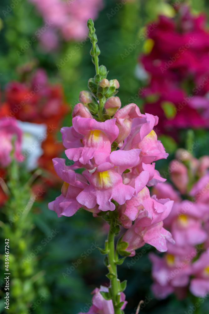 Obraz premium Antirrhinum majus dragon flower also known as Snap Dragons and Tagetes patula is blooming in the garden