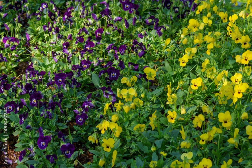 Viola flowers blooming in the garden