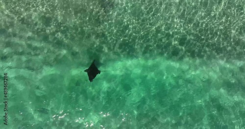 Spotted Eagle Rays feeding in shallow water at Fingal Head