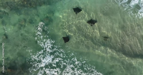 Spotted Eagle Rays feeding in shallow water at Fingal Head