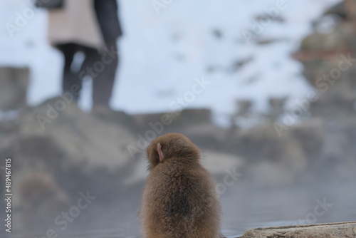 squirrel in the city