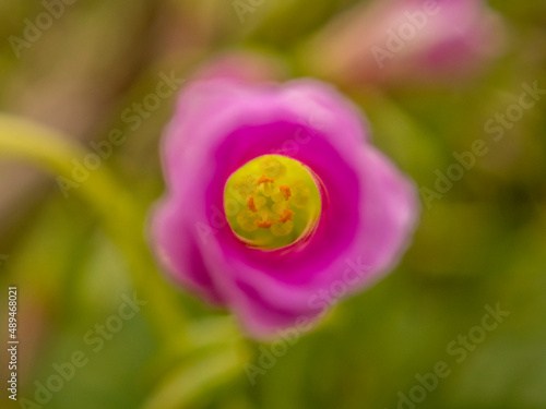 Closeup photo of Lucky clover flower