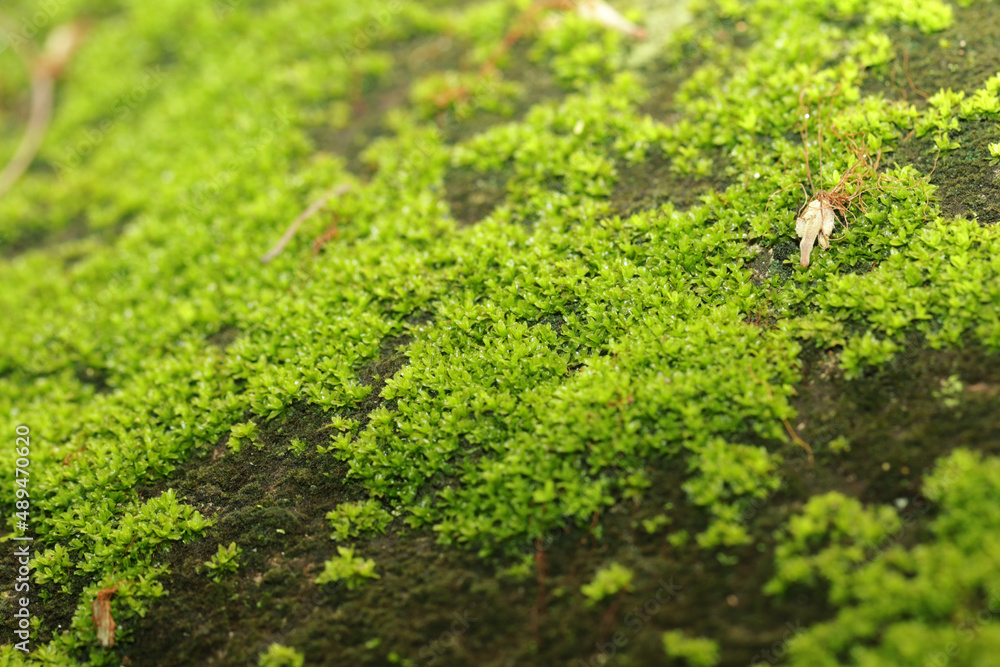 Obraz premium A green moss on ground
