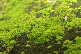 A green moss on ground