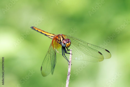 dragonfly on a branch © Sarin