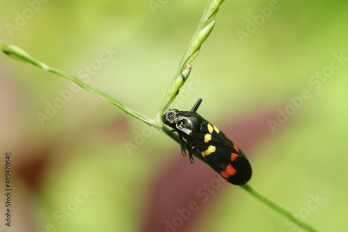 A fly insect on a green leaf