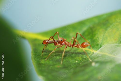 Wallpaper Mural A mimic red ant on green leaf Torontodigital.ca