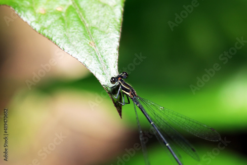 dragonfly on a leaf