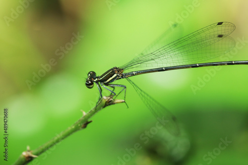 close up of a dragonfly on branch 