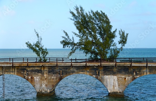 A pine tree growing out of a roadbed on the historic Old Seven Mile Bridge, Big Fototapet