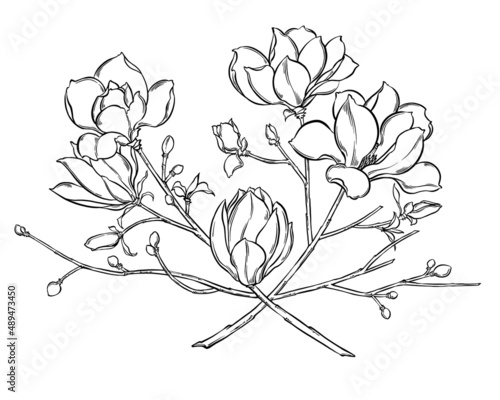 Fototapeta Naklejka Na Ścianę i Meble -  Digital illustration of magnolia flowers, black and white,