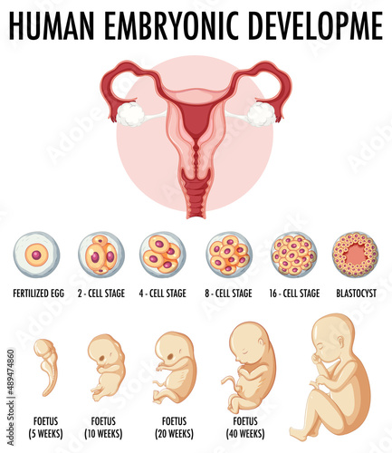 Human embryonic development in human infographic
