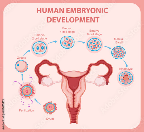 Human embryonic development in human infographic