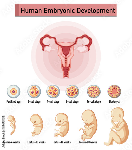 Human embryonic development in human infographic