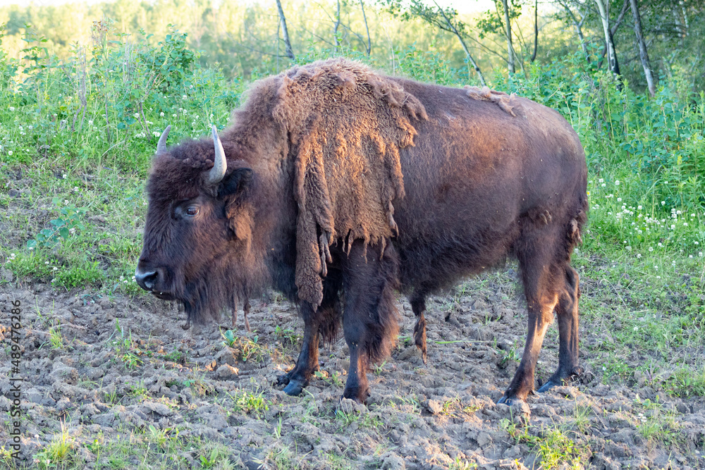 close up of full body side shot of bison standing in dirt with green grass background