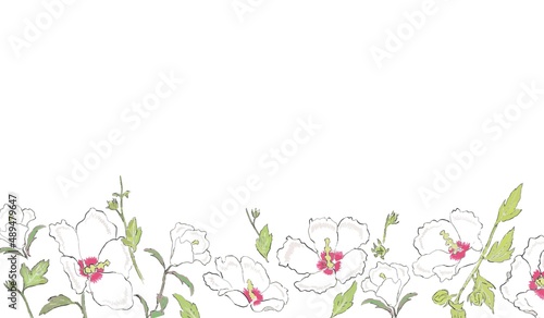 夏の白い花　むくげ　ボトムフレーム