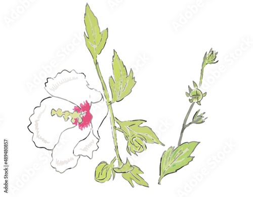 夏の白い花　むくげ　単体３
