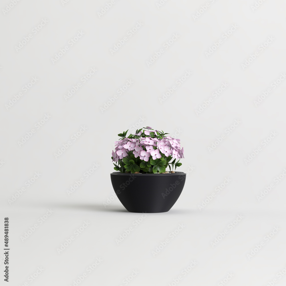 Black potted plant with pink flowers isolated on white background