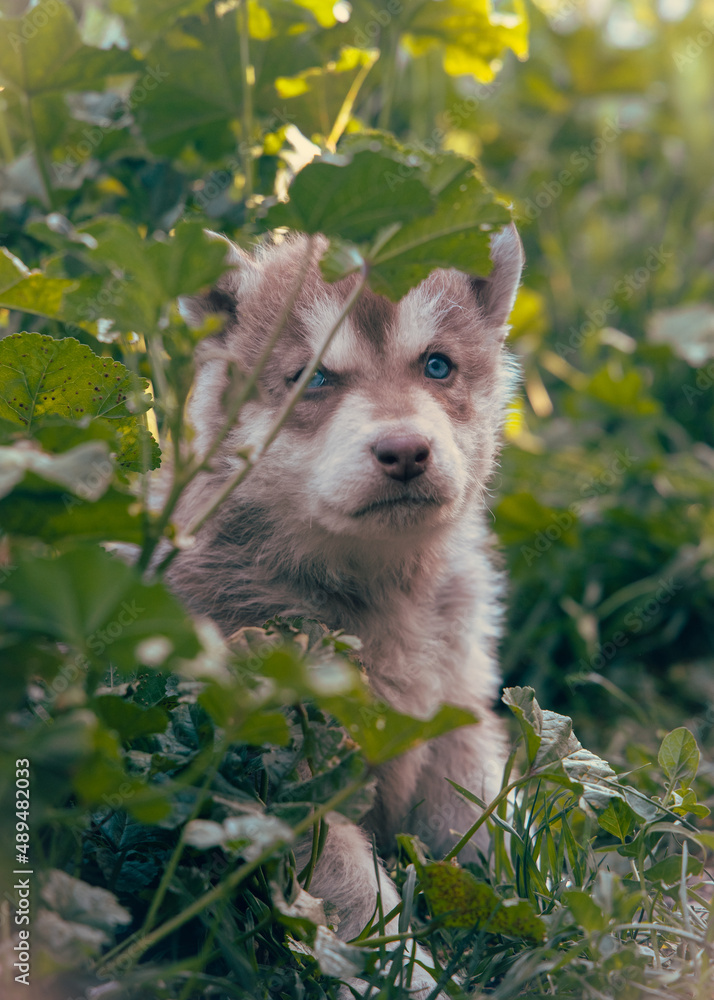 Obraz premium puppy in the grass