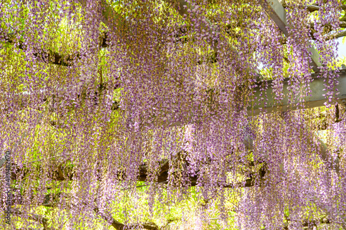 山田の藤「春のイメージ風景」春風になびく藤の花
Yamada's wisteria 