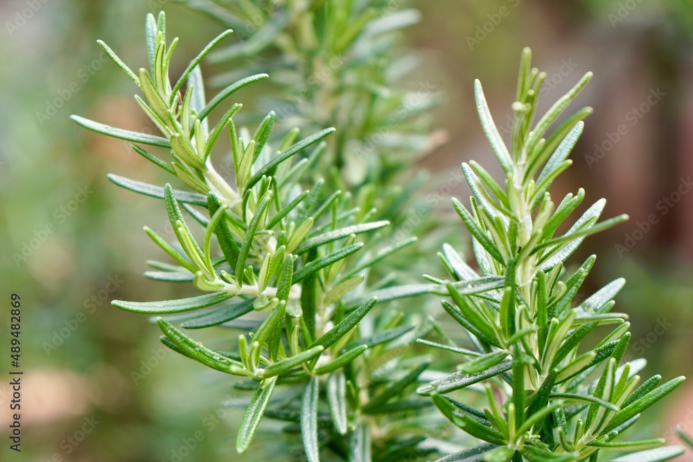 bunch of Rosemary leaves (Rosmarinus officinalis) in morning light with bokeh background.