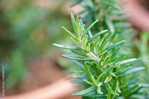 bunch of Rosemary leaves (Rosmarinus officinalis) in morning light with bokeh background.
