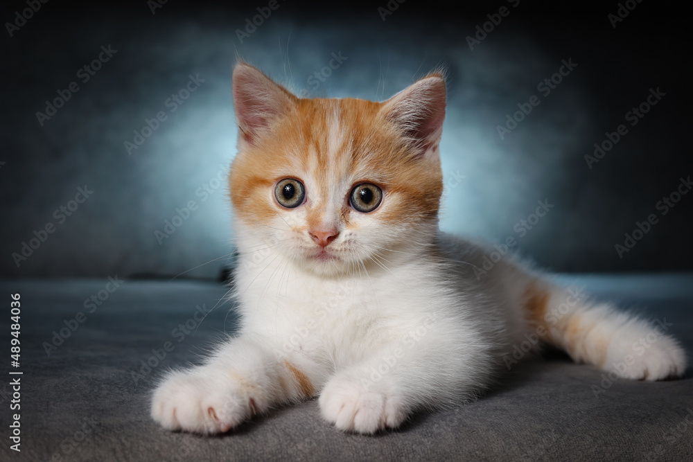Scottish fold kitten sitting on black background with blue rim light in studio. Orange Kitten on black background. Scottish fold kitten sitting on black background with blue rim light in studio. Orange Kitten on black background.