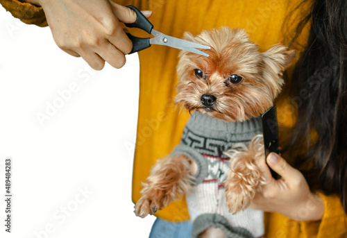 cropped shot of a young pet beautician and yorkshire. Grooming of yorkshire dog. photo