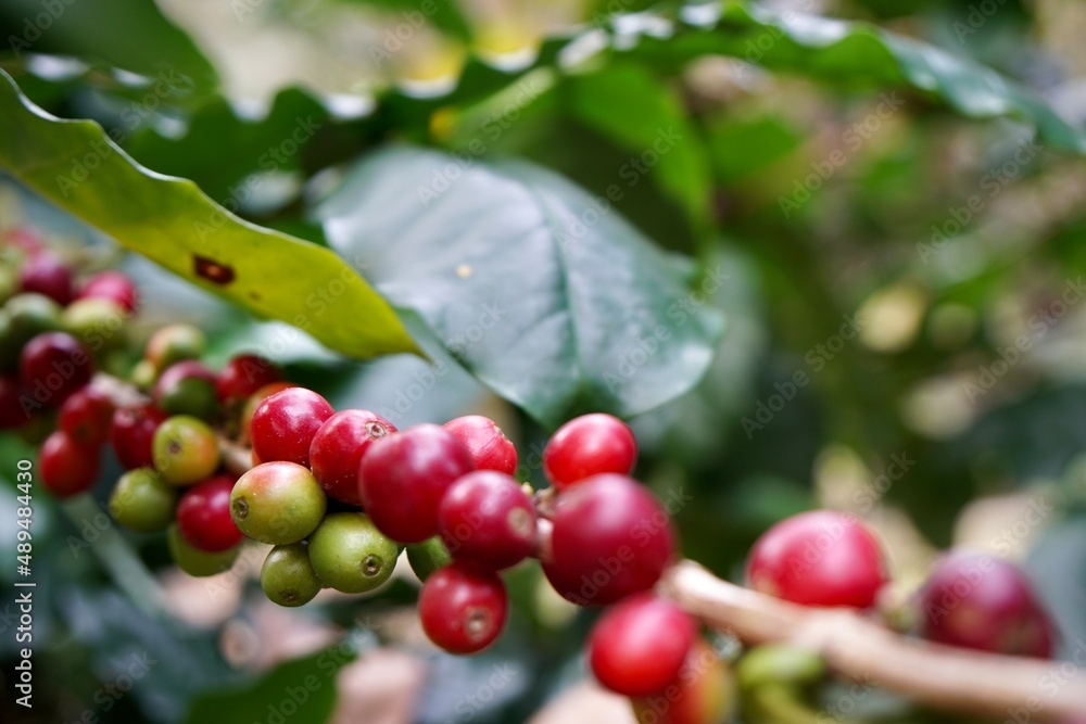 Raw coffee beans on trees and branches in morning light with copy space. Raw coffee beans on trees and branches in morning light with copy space.